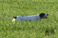 Pedigree FAUNELLO VON DER POSTSCHWAIGE Pedigree FAUNELLO VON DER POSTSCHWAIGE